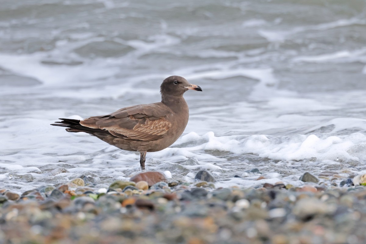 Heermann's Gull - Nathan Wall