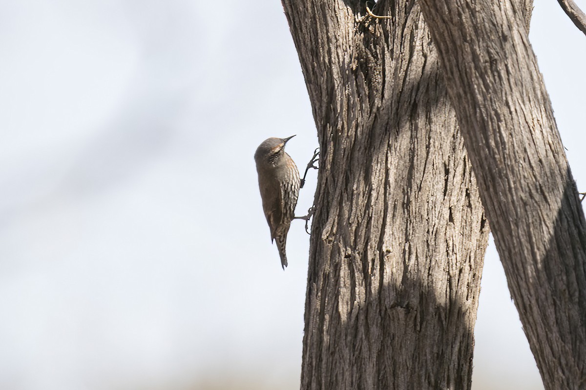 White-browed Treecreeper - ML609401947