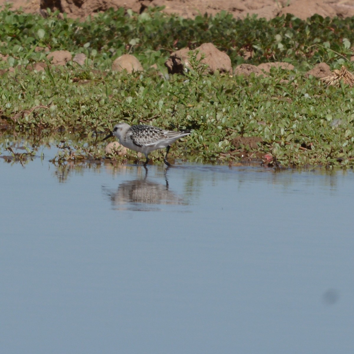 Bécasseau sanderling - ML609401973