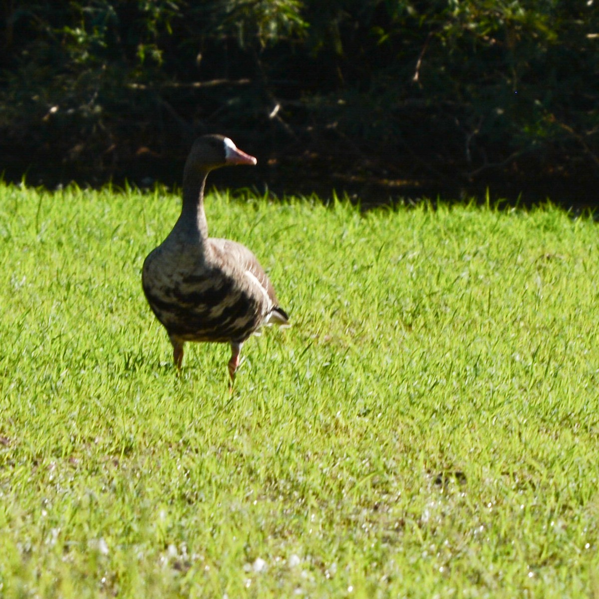 Greater White-fronted Goose - ML609401999
