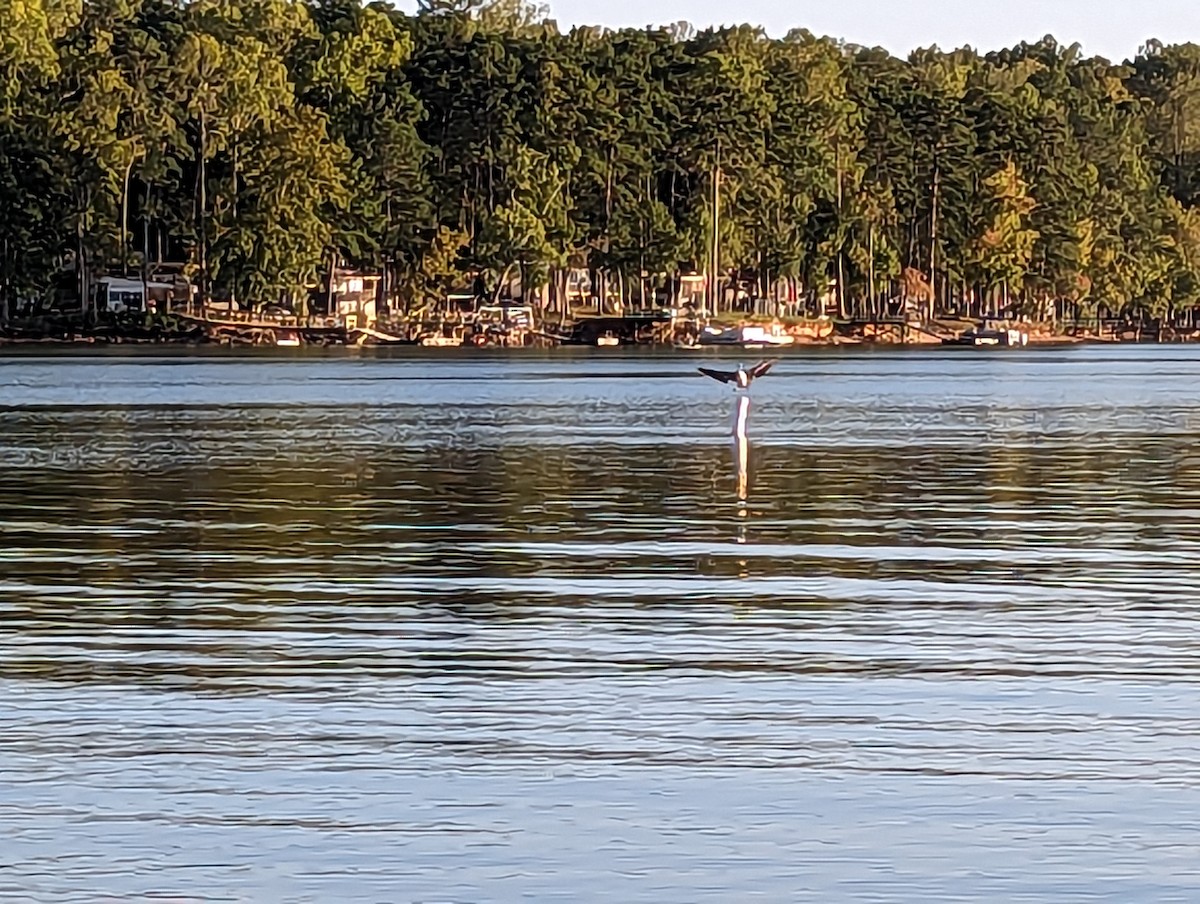 Brown Pelican - ML609402024