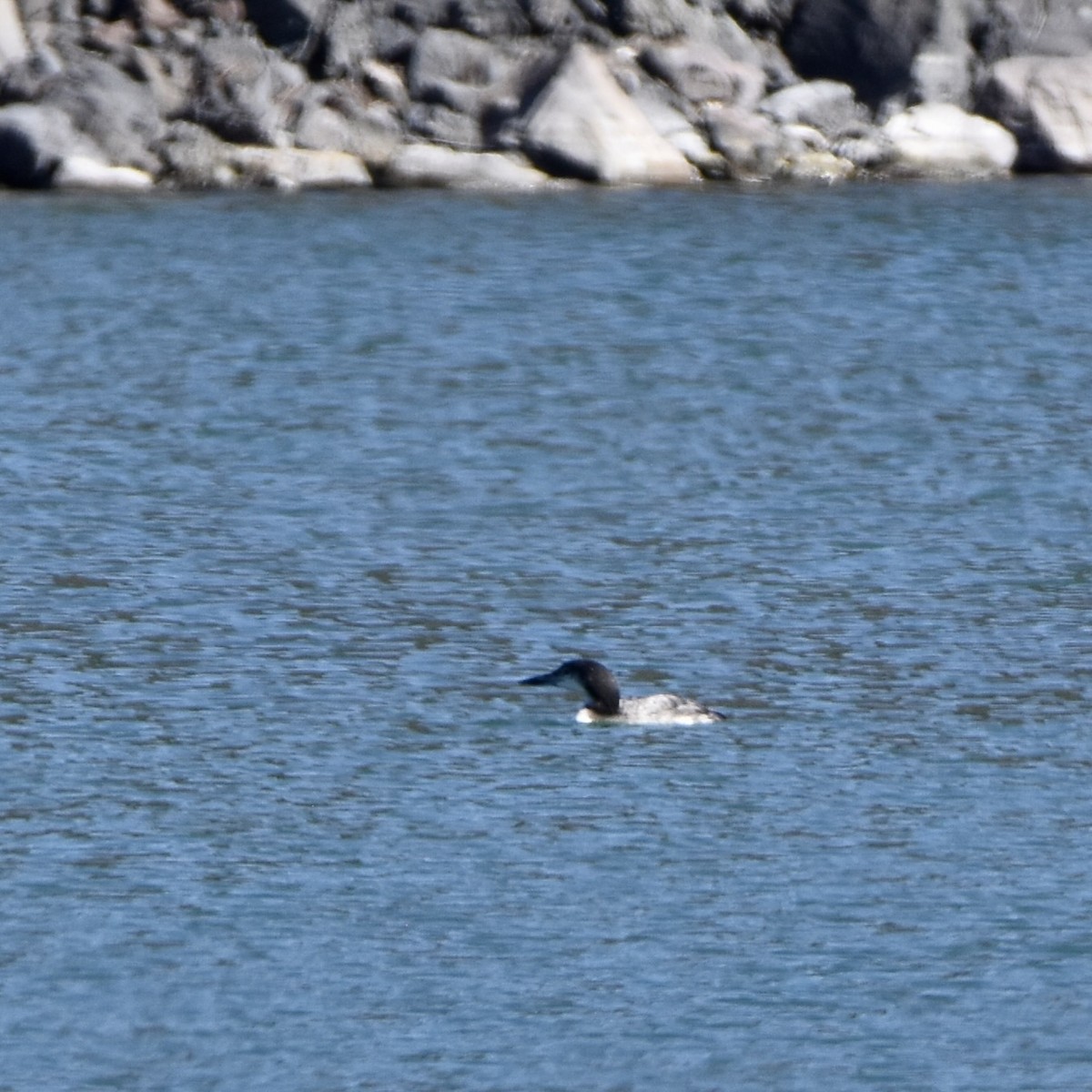 Common Loon - ML609402100