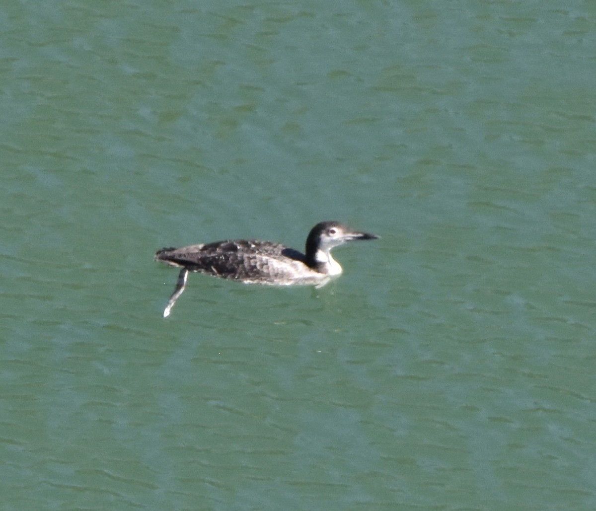 Common Loon - ML609402101