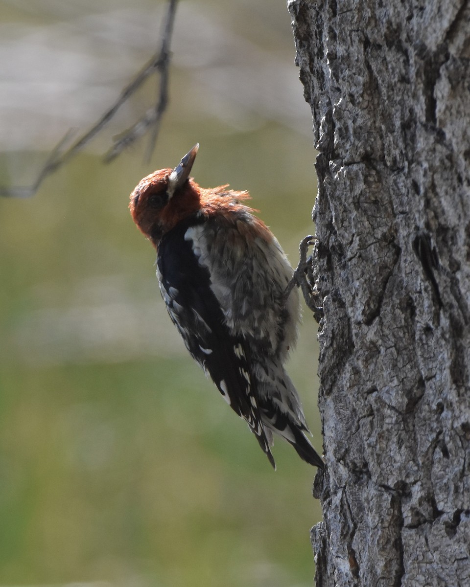 Red-breasted Sapsucker - ML609402115
