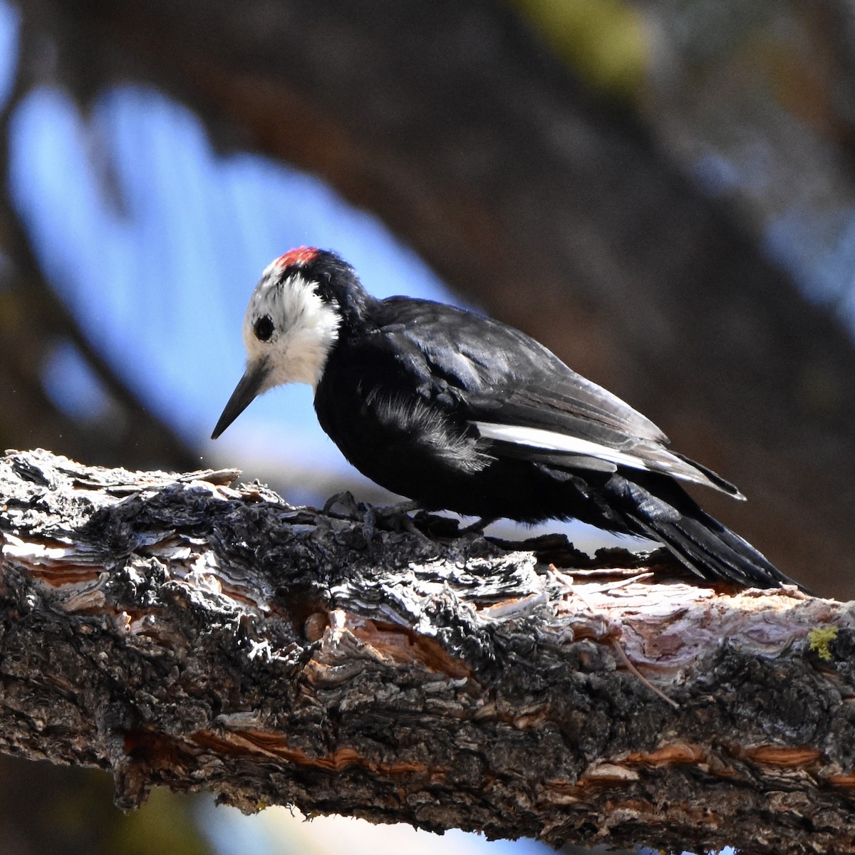 White-headed Woodpecker - ML609402119