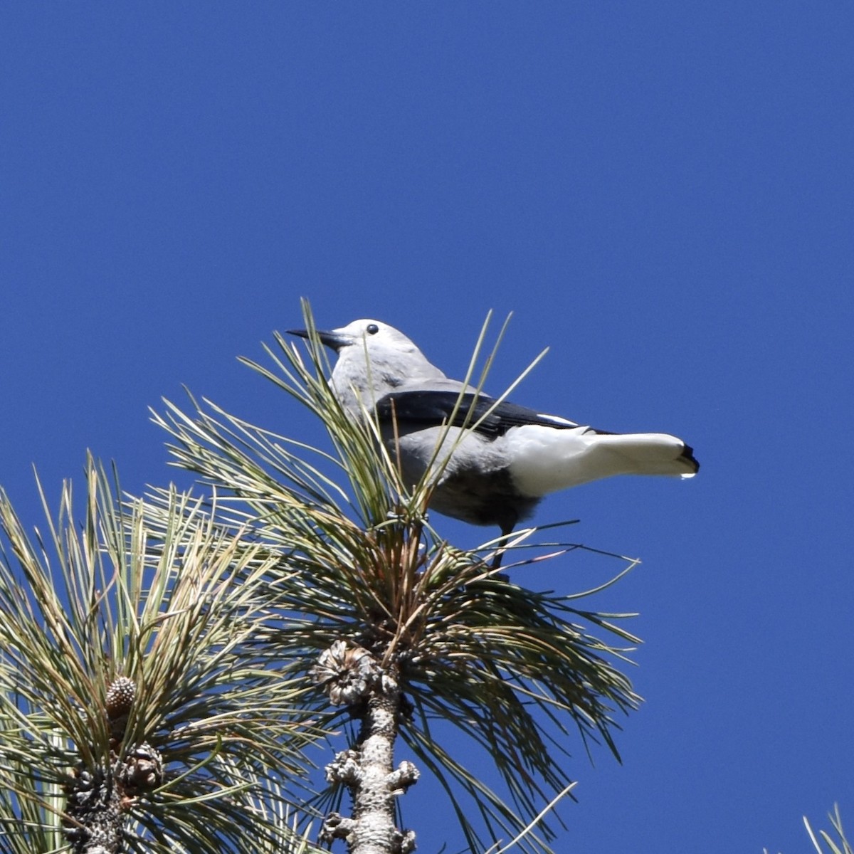 Clark's Nutcracker - ML609402124