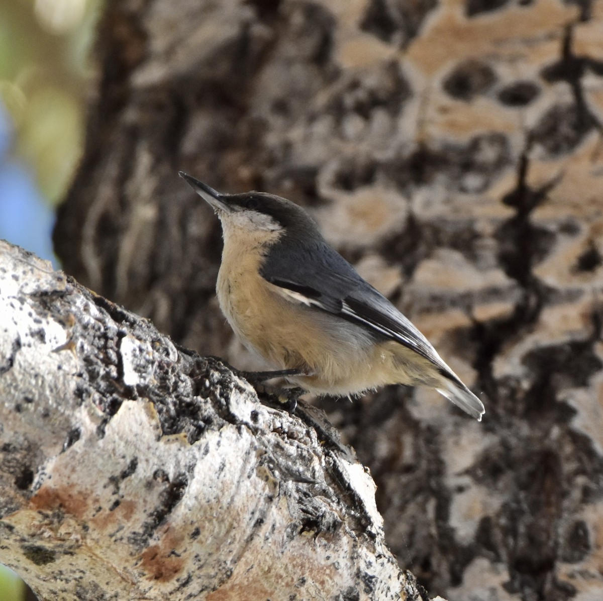 Pygmy Nuthatch - ML609402133