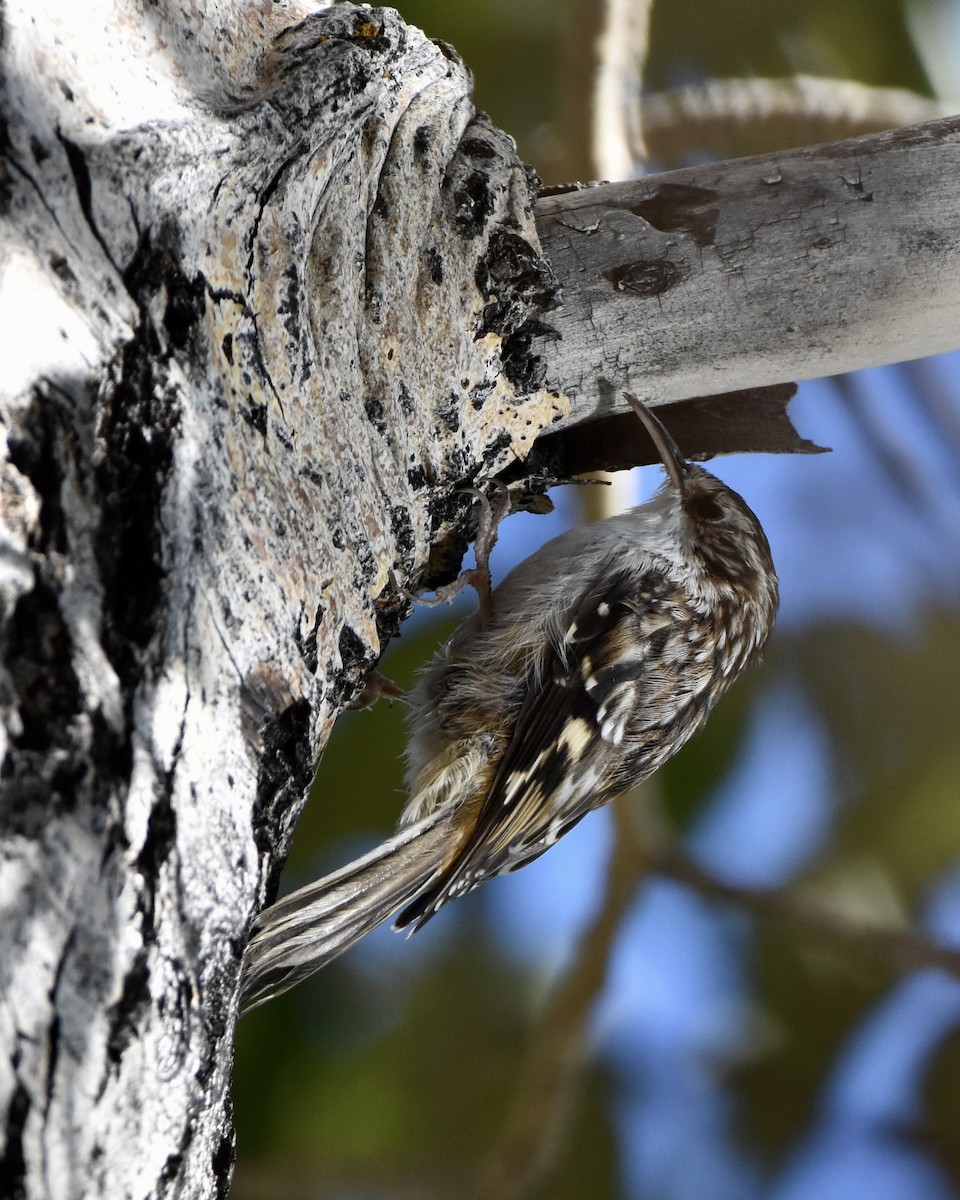 Brown Creeper - ML609402136