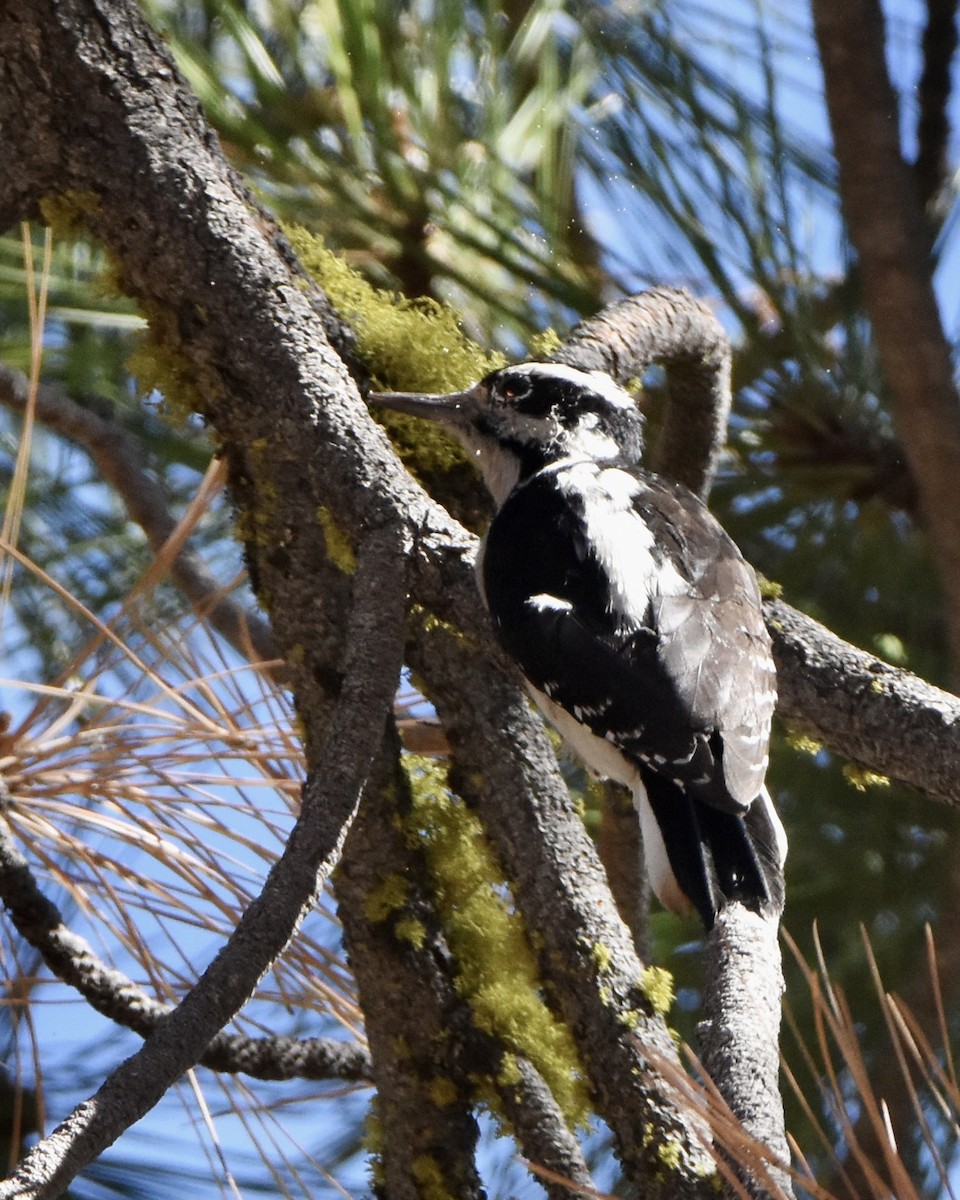 Hairy Woodpecker - ML609402183