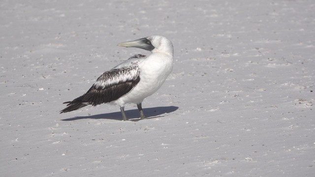 Masked Booby - ML609402315