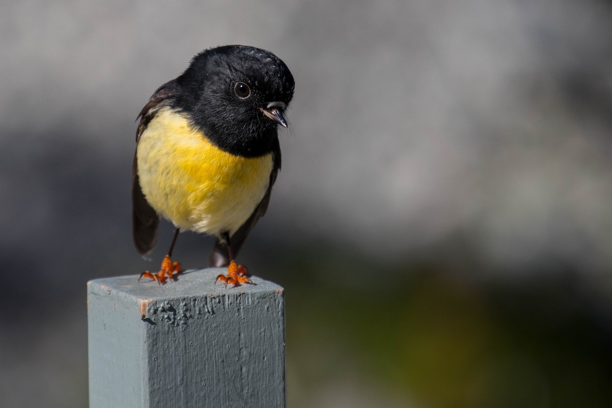 Tomtit (New Zealand) - ML609402394