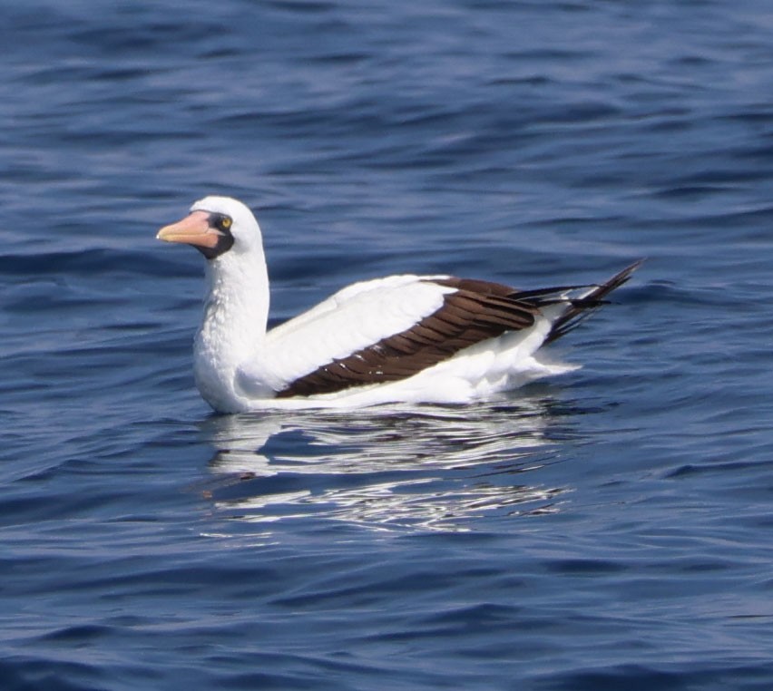 Nazca Booby - Diane Etchison