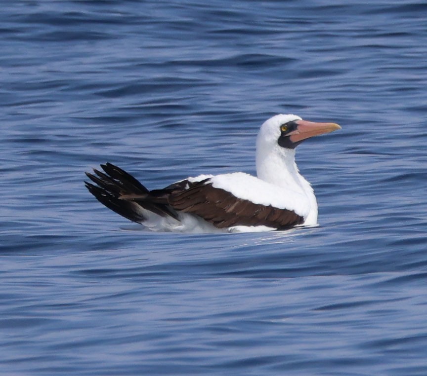 Nazca Booby - Diane Etchison