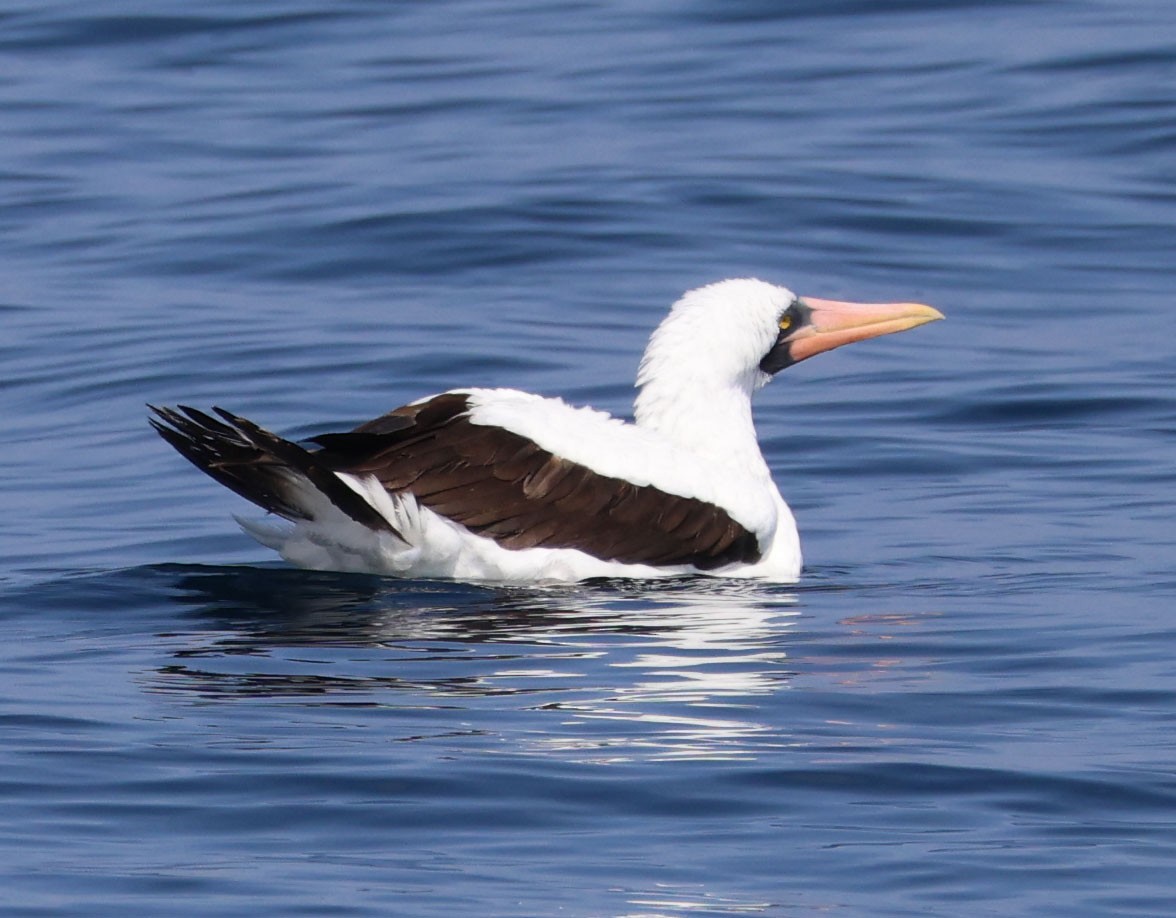 Nazca Booby - Diane Etchison