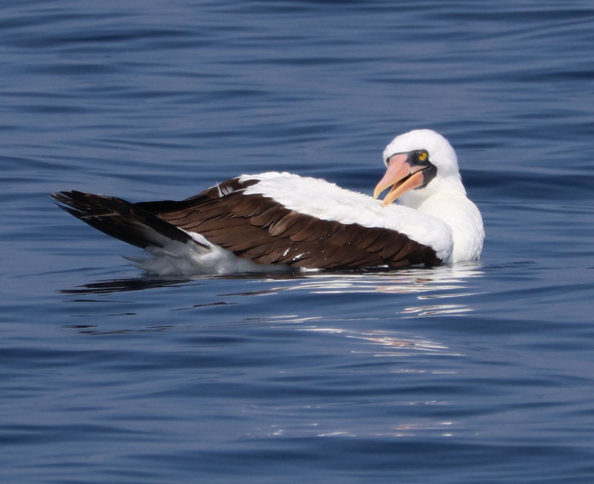 Nazca Booby - Diane Etchison