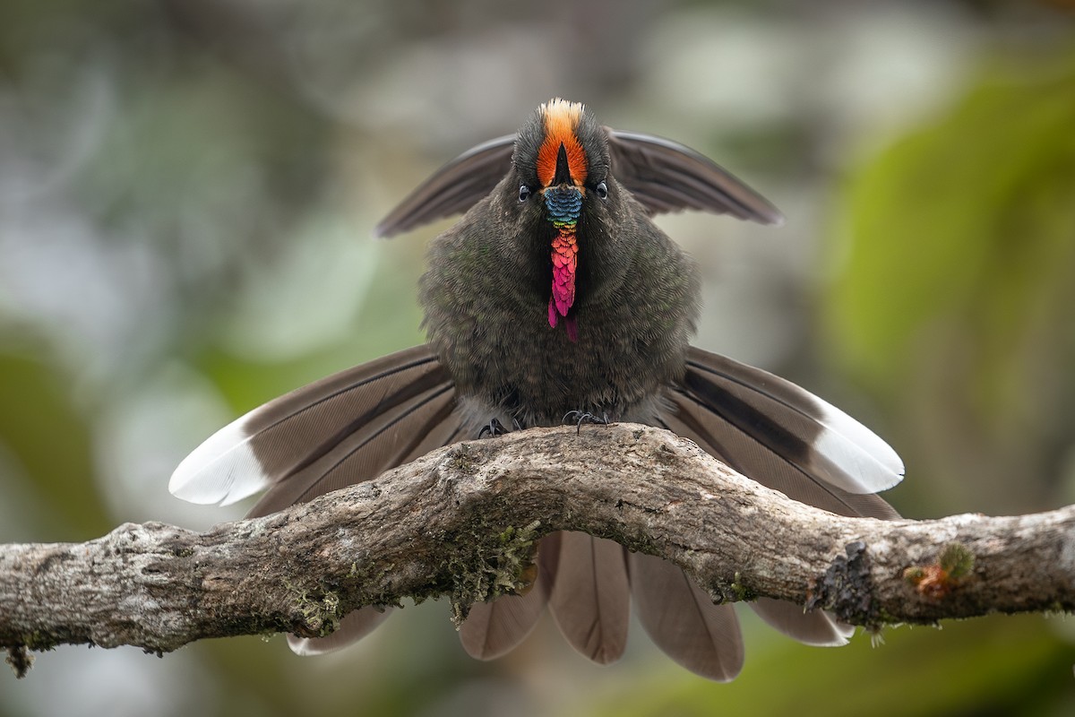 Rainbow-bearded Thornbill - Heiler Uribe