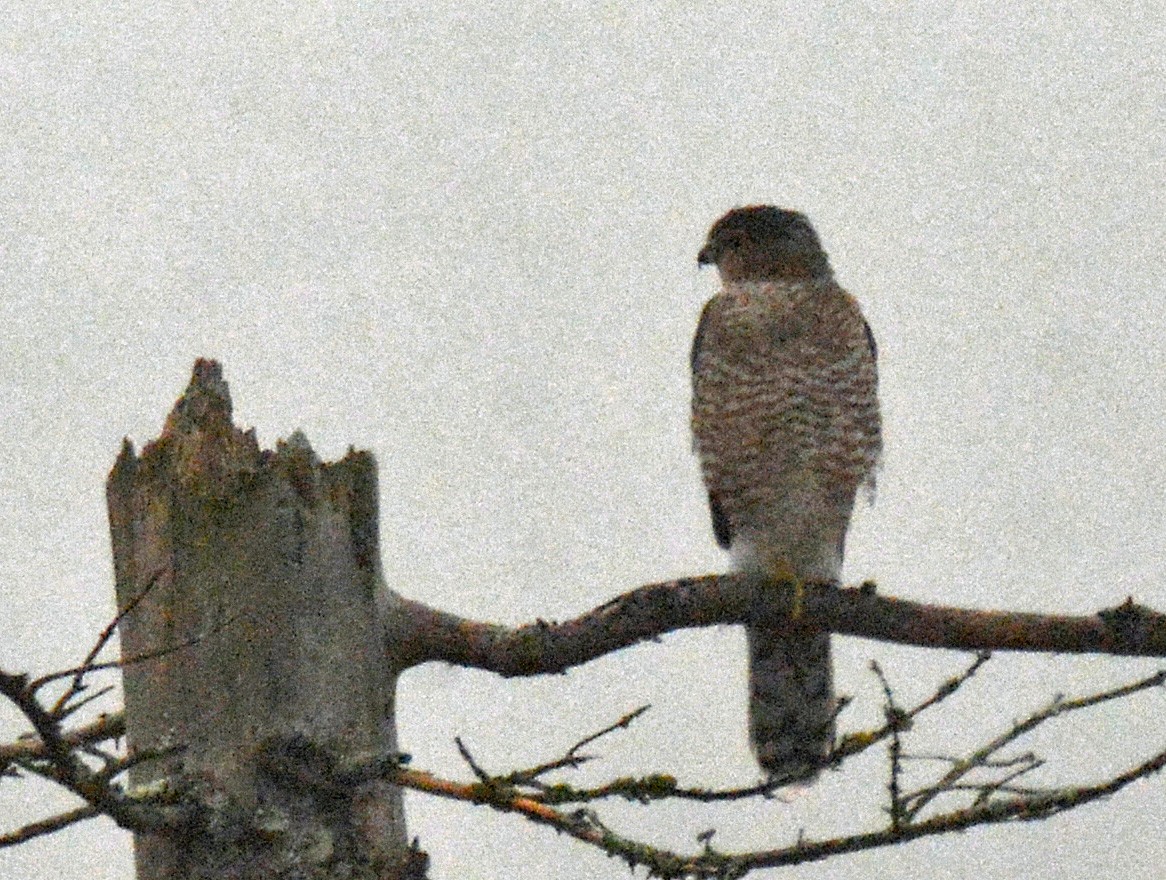 Cooper's Hawk - ML609402778