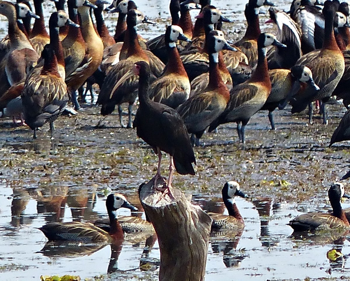 Bare-faced Ibis - ML609402812