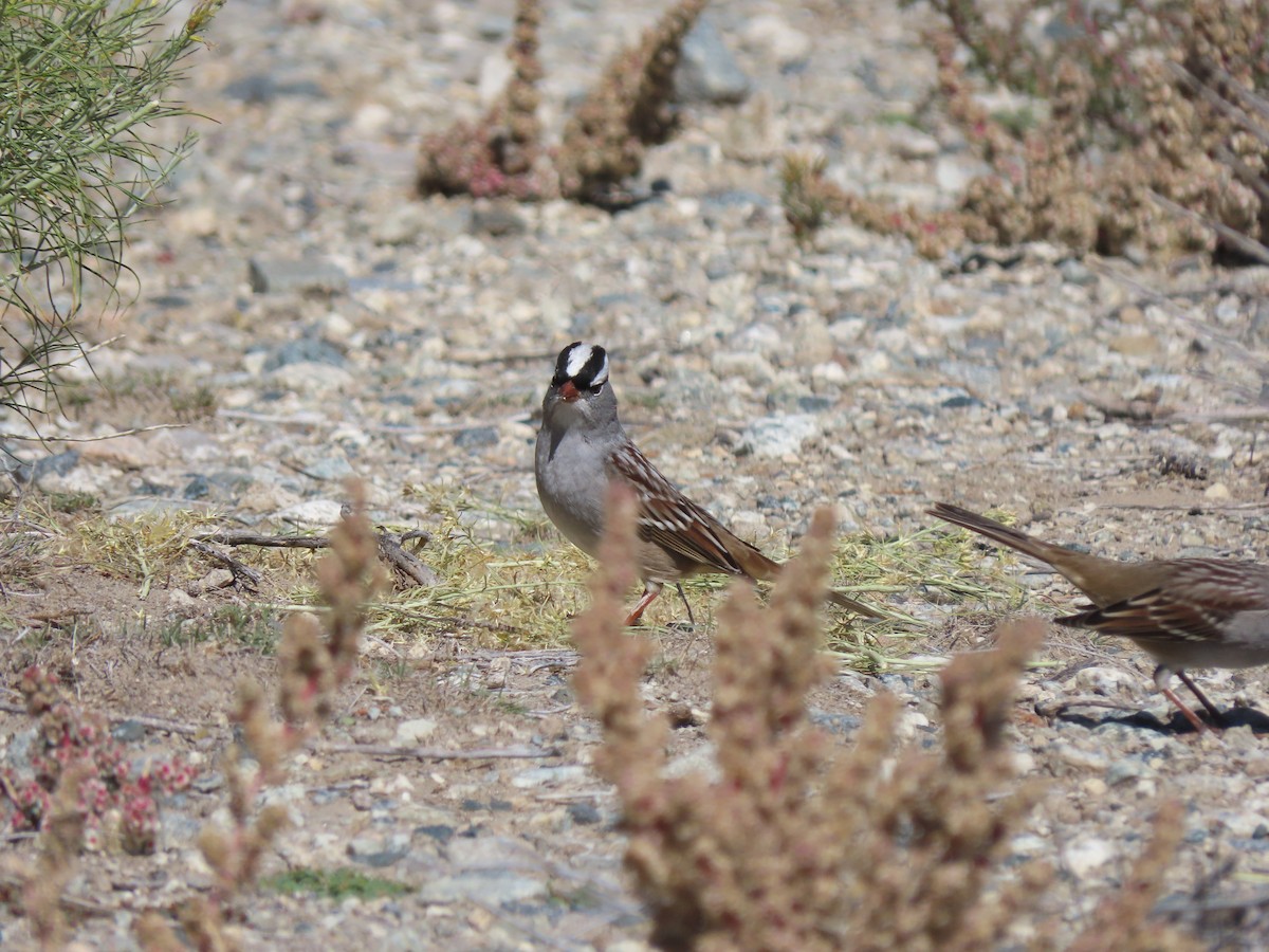 White-crowned Sparrow (oriantha) - ML609402884