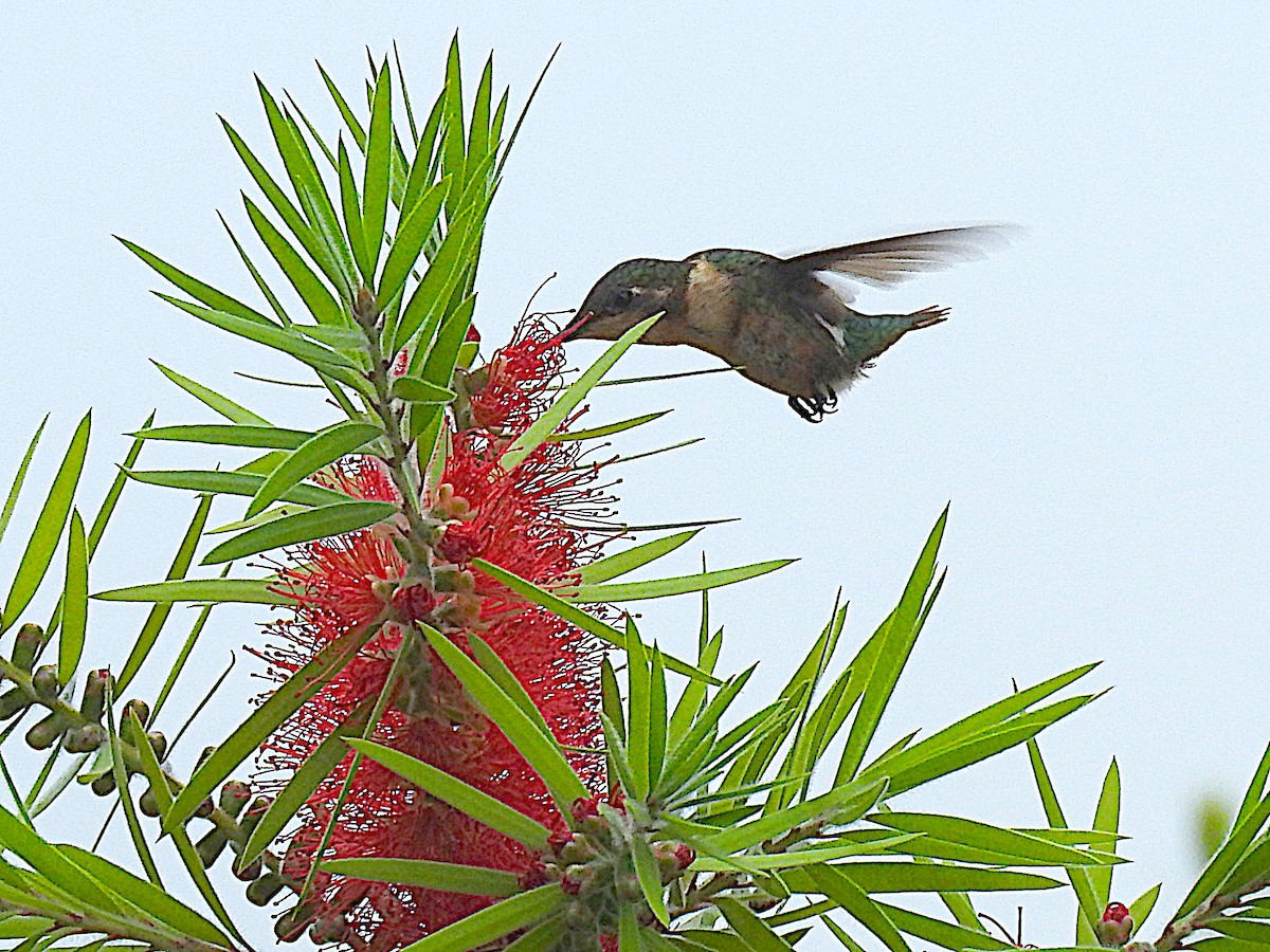 Rufous-shafted Woodstar - Alfredo Rosas