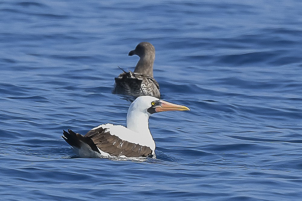 Nazca Booby - ML609403066