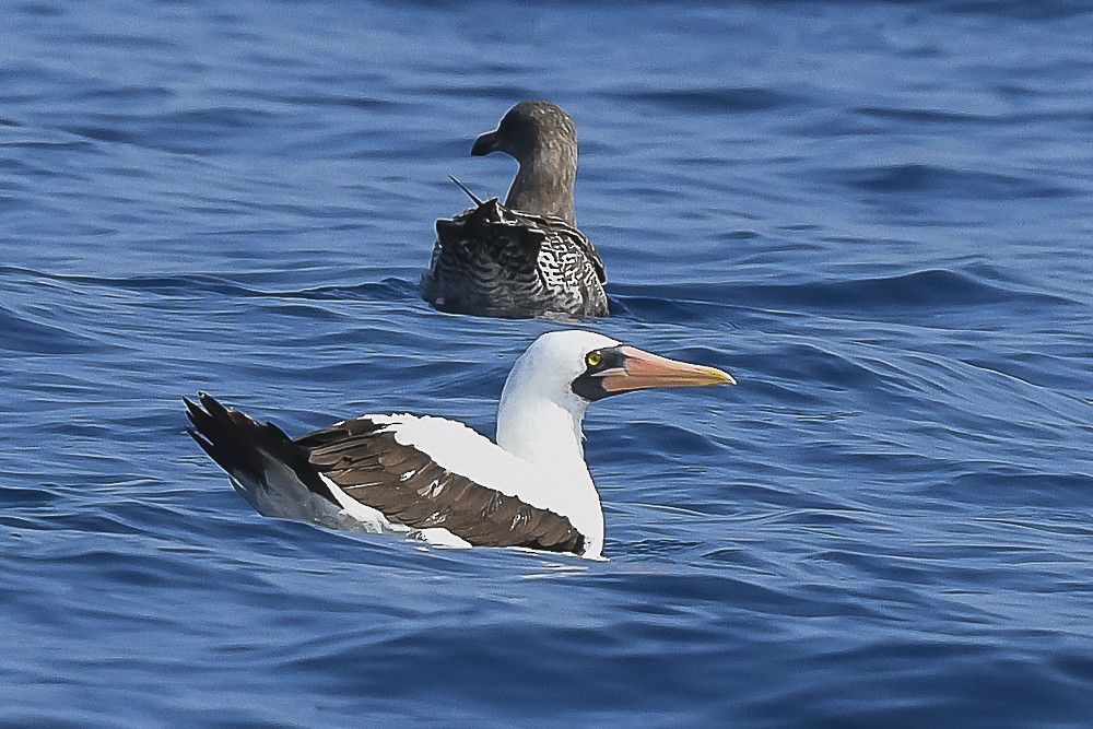 Nazca Booby - ML609403067