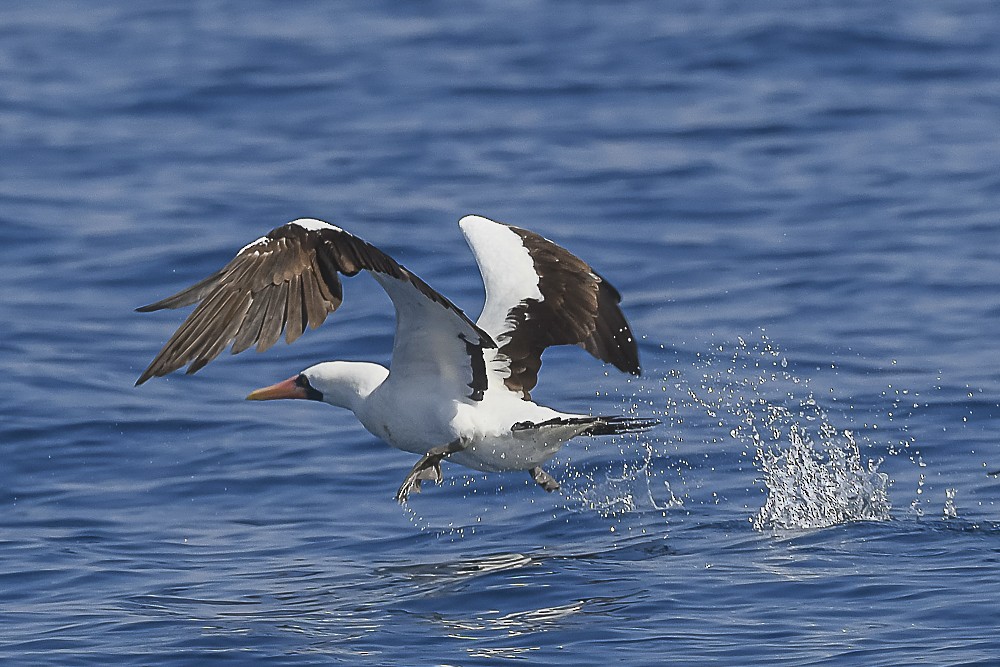 Nazca Booby - ML609403069