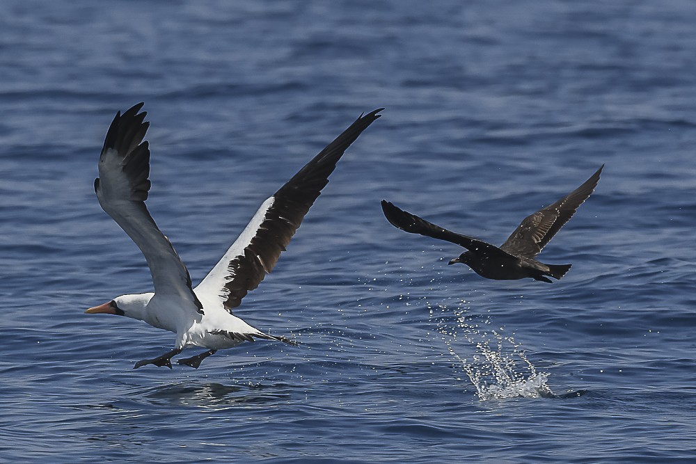 Nazca Booby - James McNamara