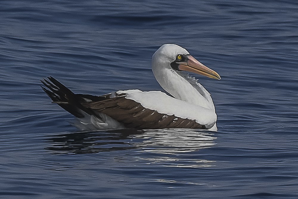 Nazca Booby - ML609403071