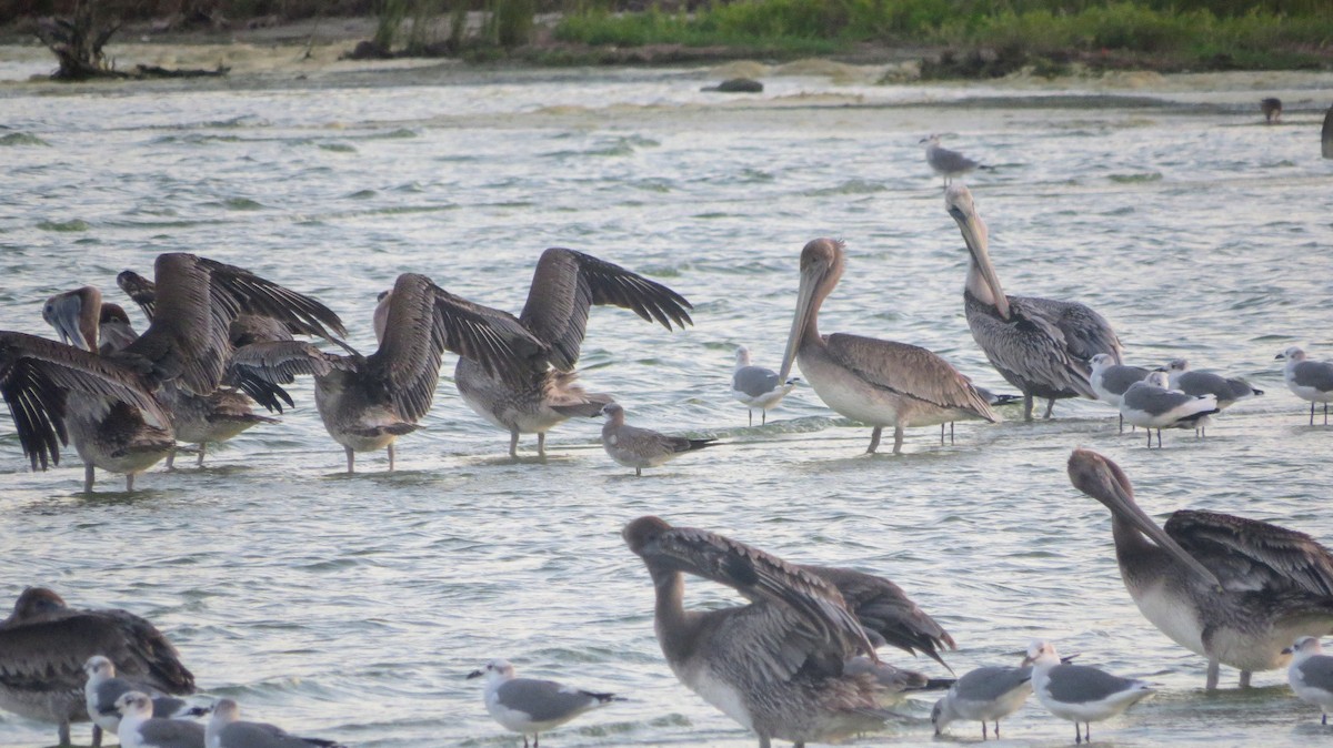 Brown Pelican - ML609403150