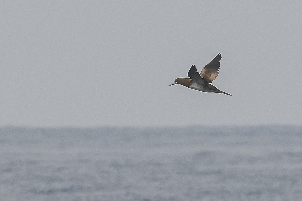 Brown Booby - James McNamara