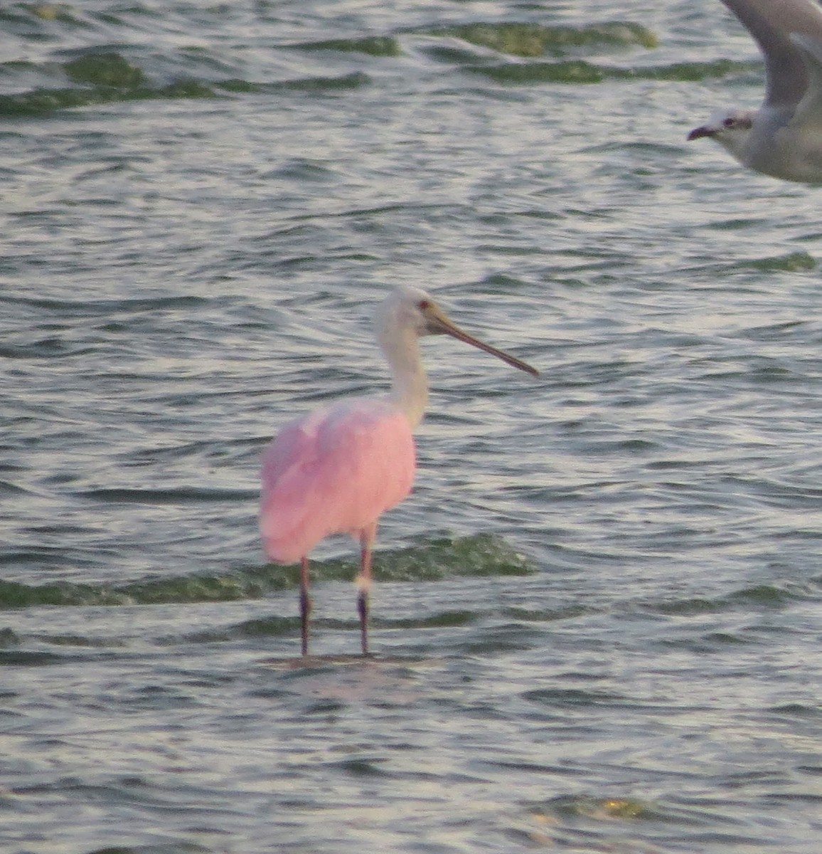 Roseate Spoonbill - Linda Vanderveen