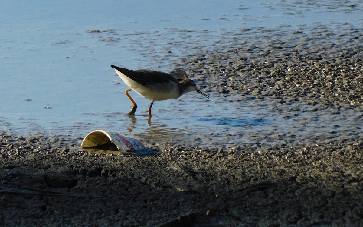 Wilson's Phalarope - ML609403188