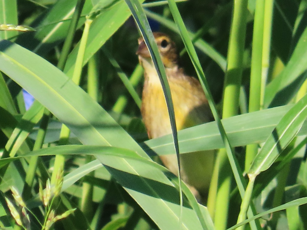 Dickcissel - ML609403292