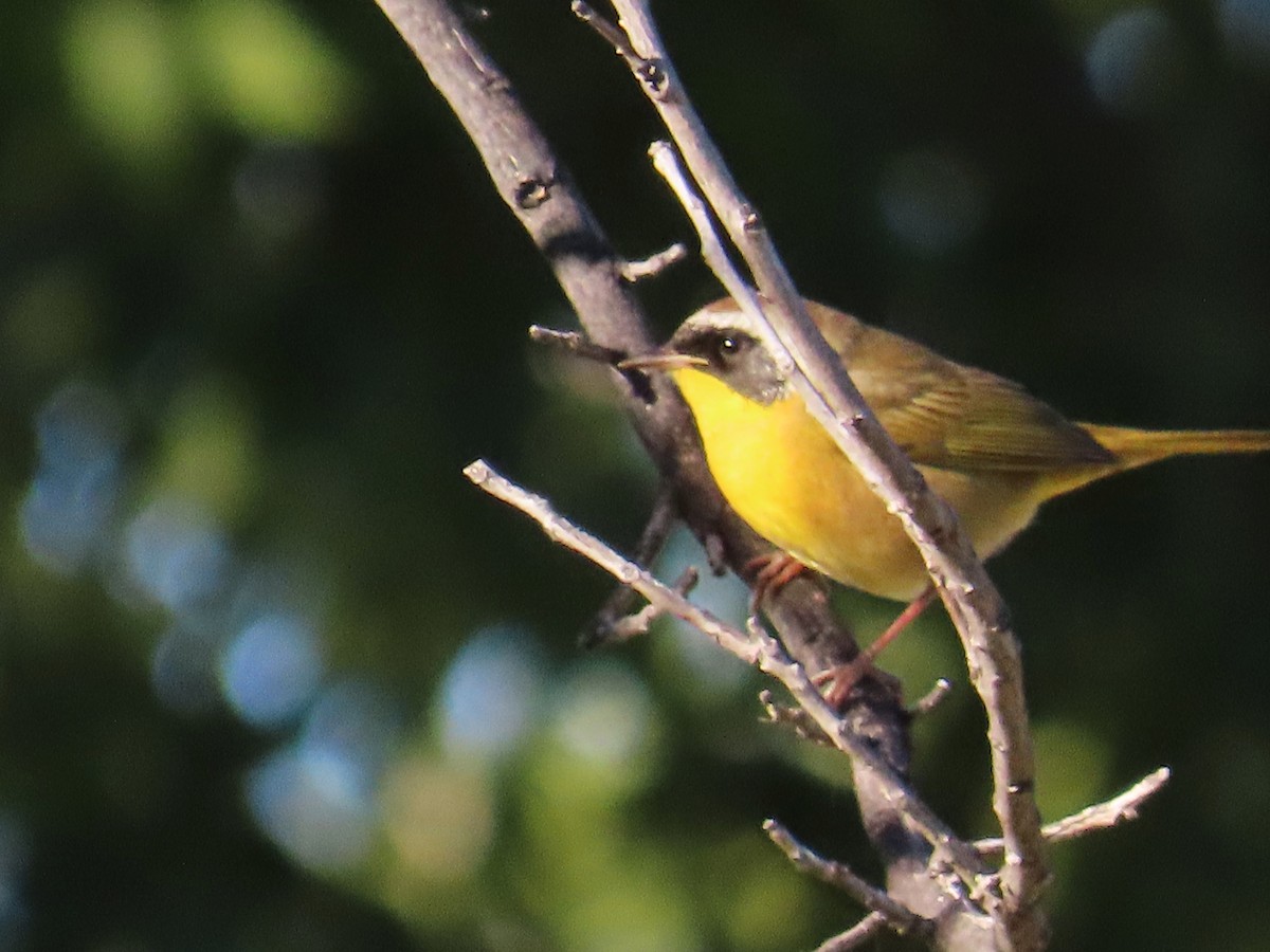 Common Yellowthroat - ML609403316