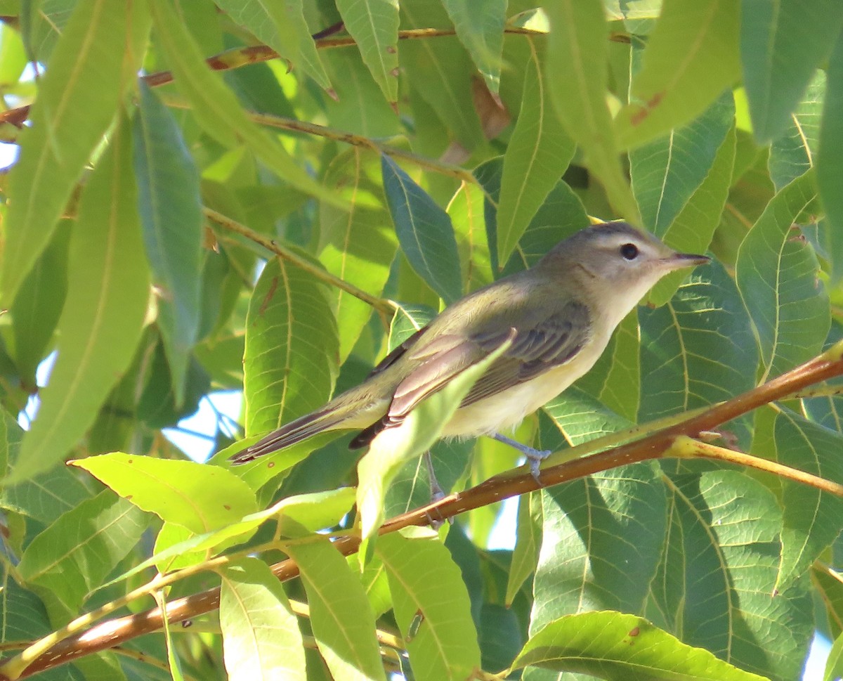 Western Warbling Vireo - ML609403342