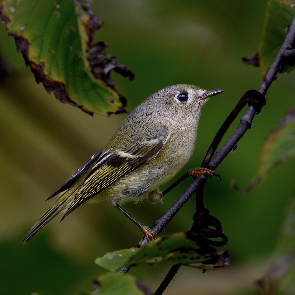 Ruby-crowned Kinglet - ML609403439