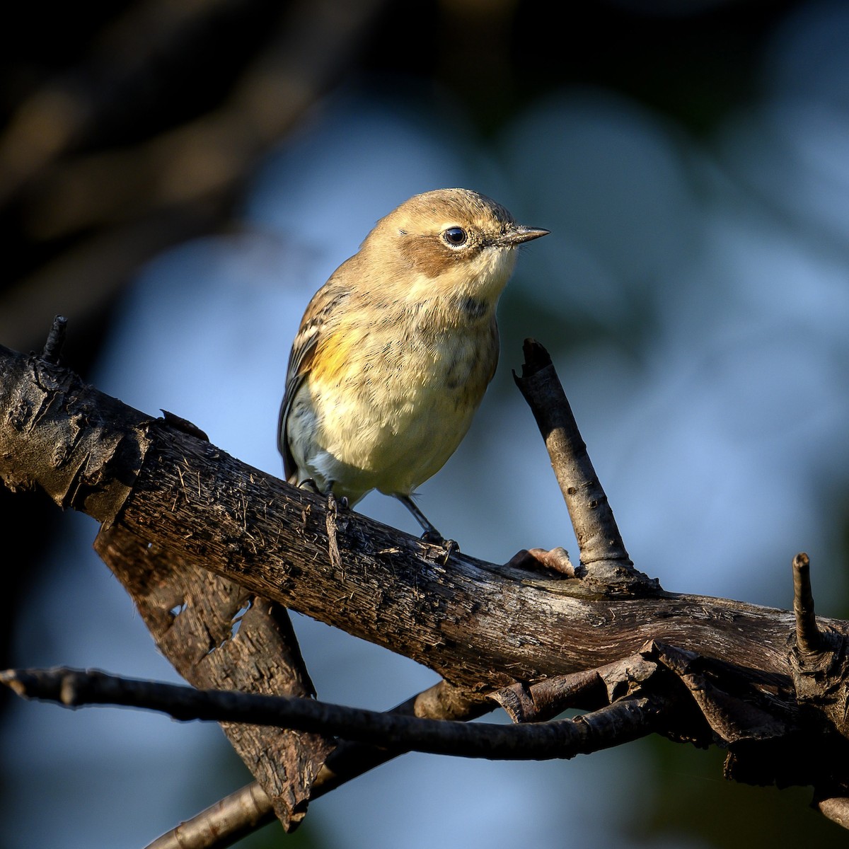 Yellow-rumped Warbler - ML609403450