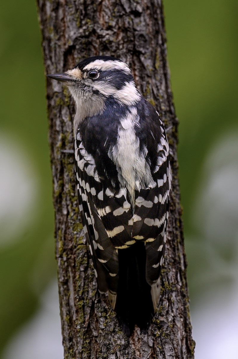 Downy Woodpecker - ML609403470