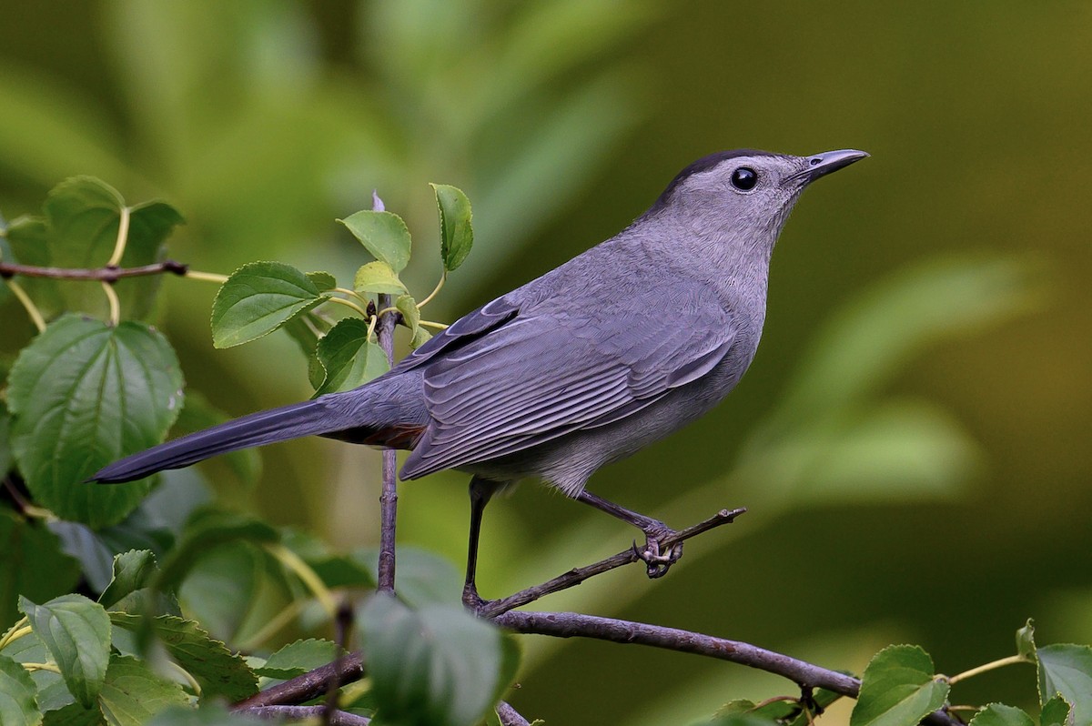 Gray Catbird - ML609403496