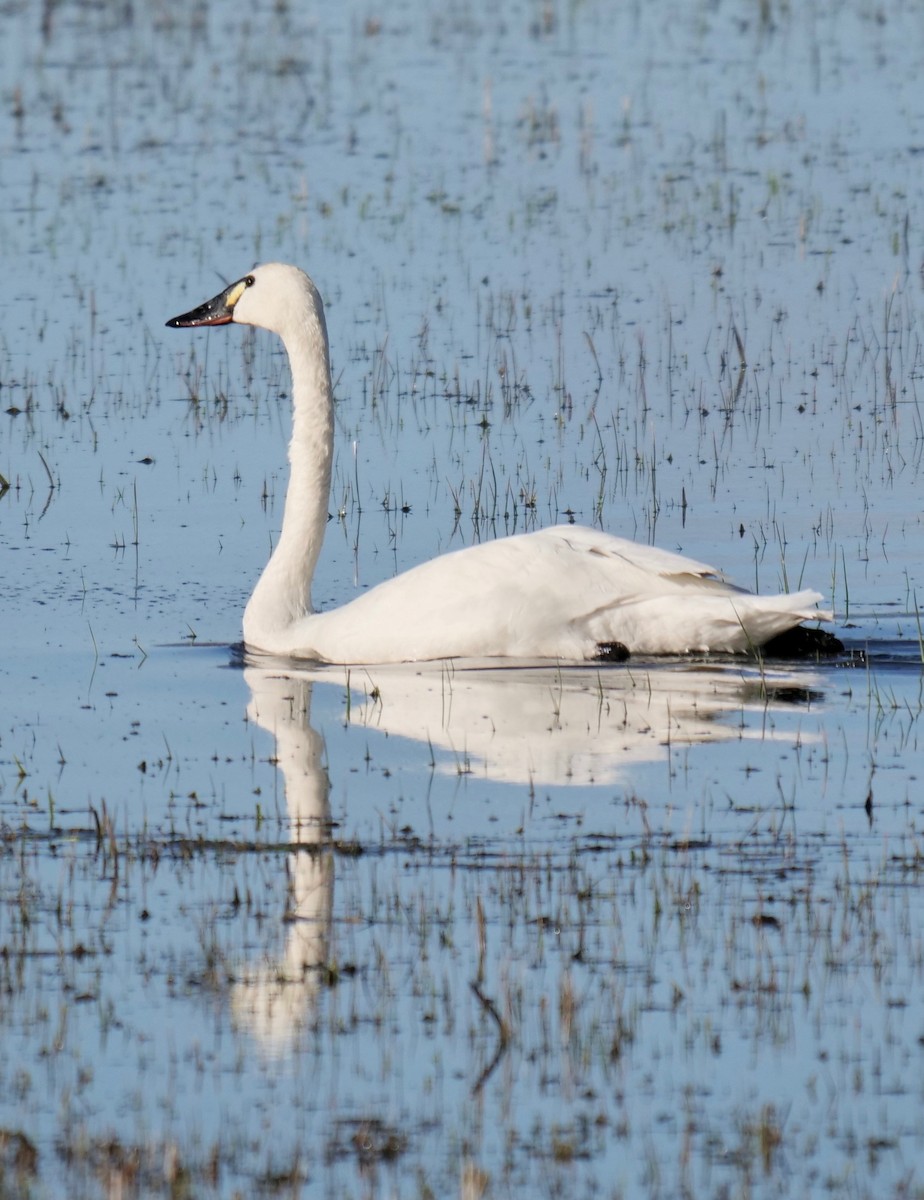 Tundra Swan - Theresa Edwards