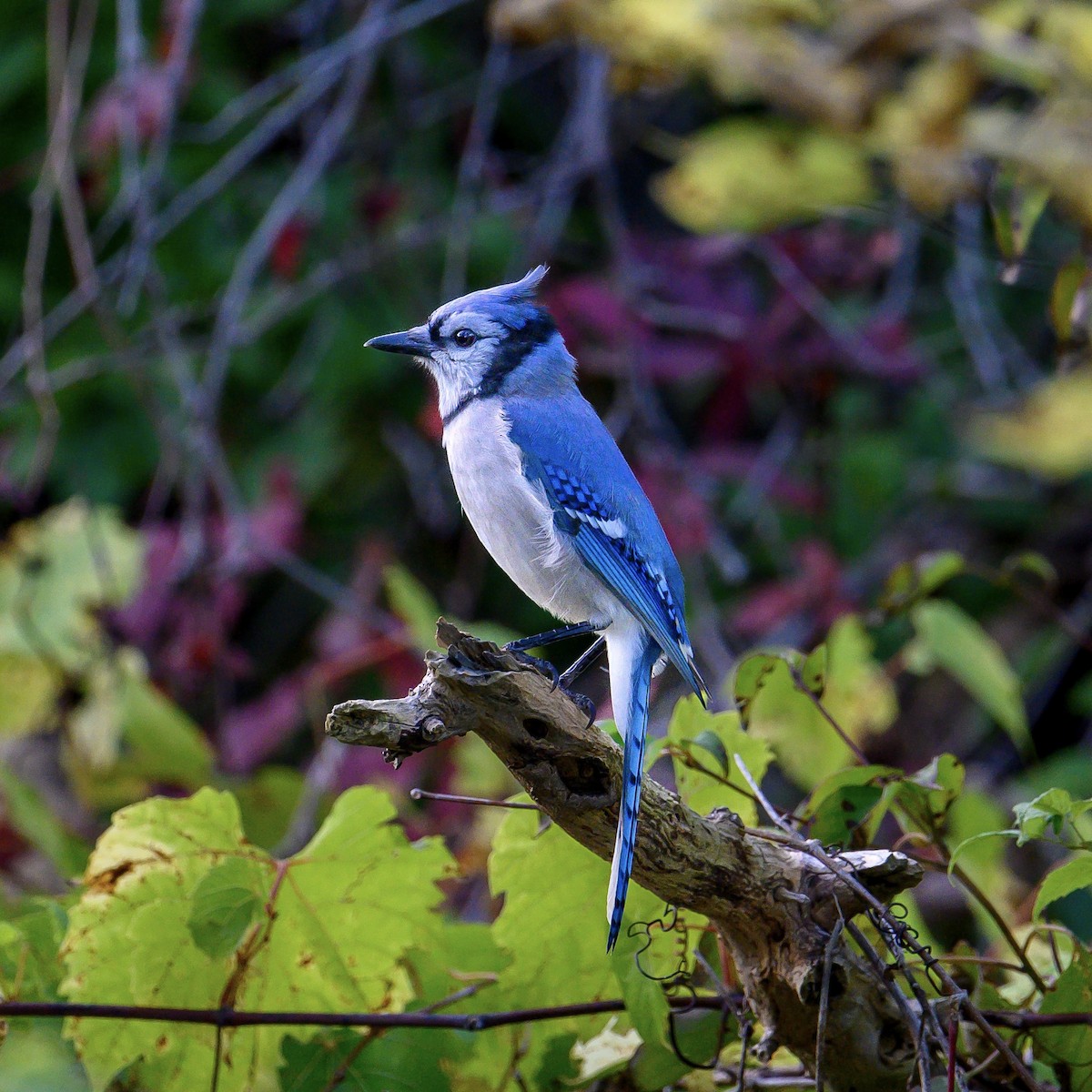 Blue Jay - ML609403529