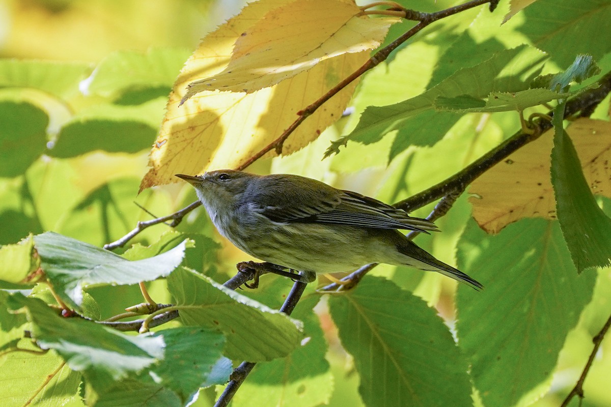 Cape May Warbler - Antonio Martinez