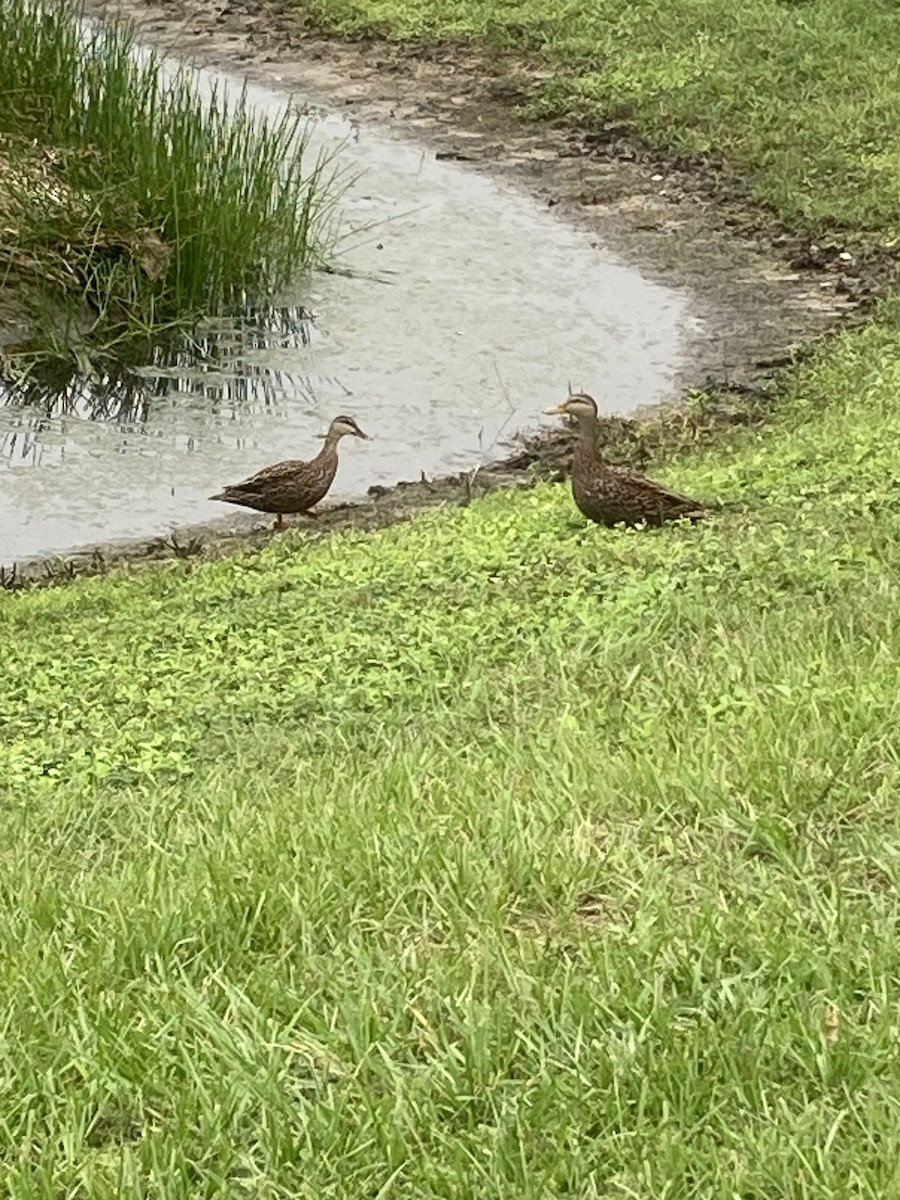 Mottled Duck - ML609403684