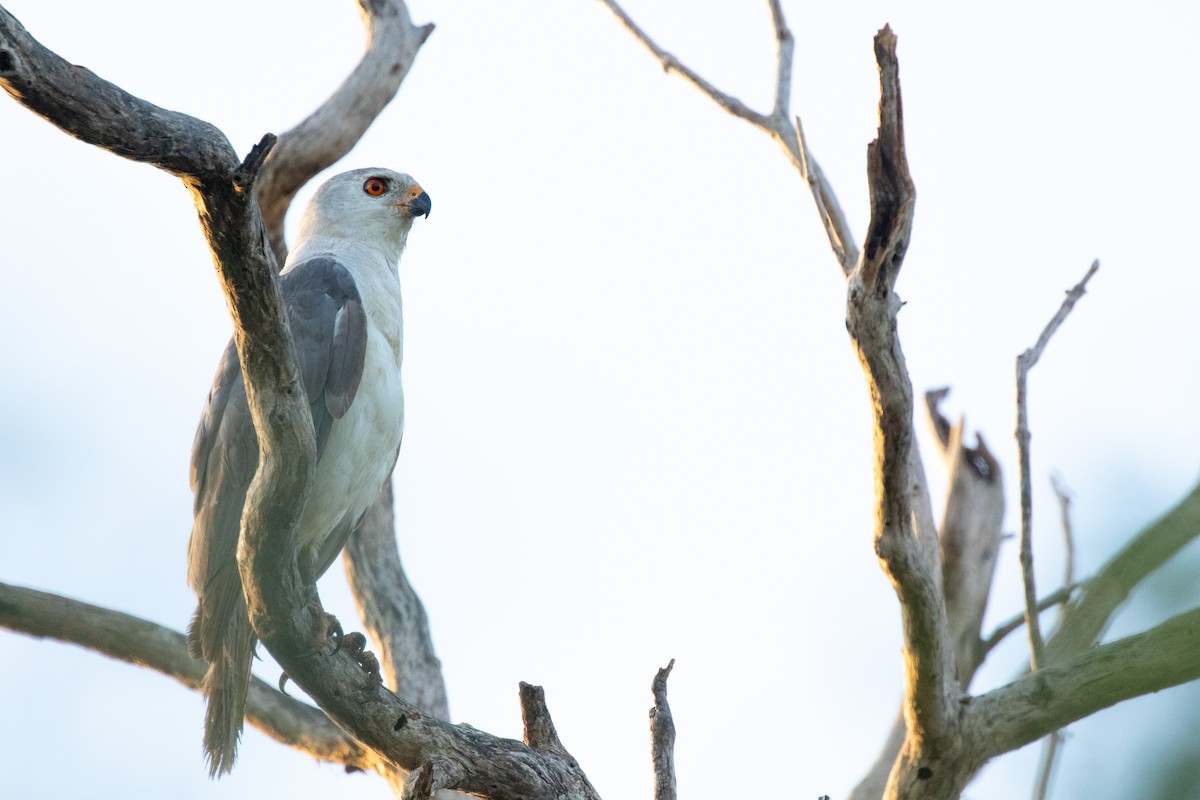 Gray Goshawk - ML609403689