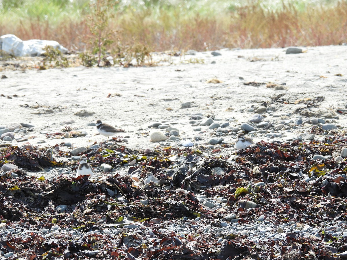 Semipalmated Plover - ML609403792