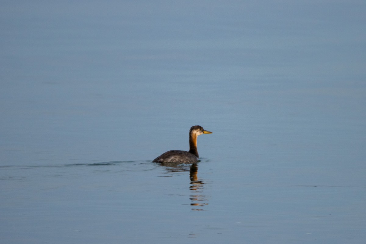 Red-necked Grebe - ML609403832