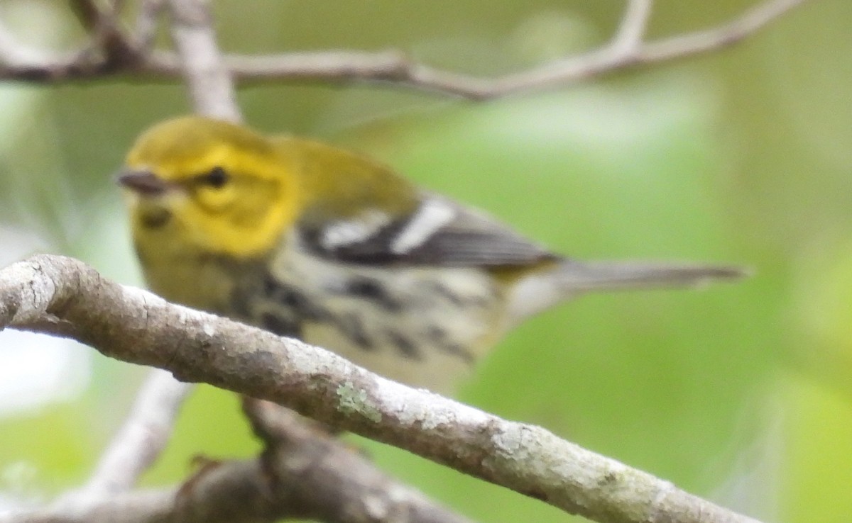 Paruline à gorge noire - ML609403894