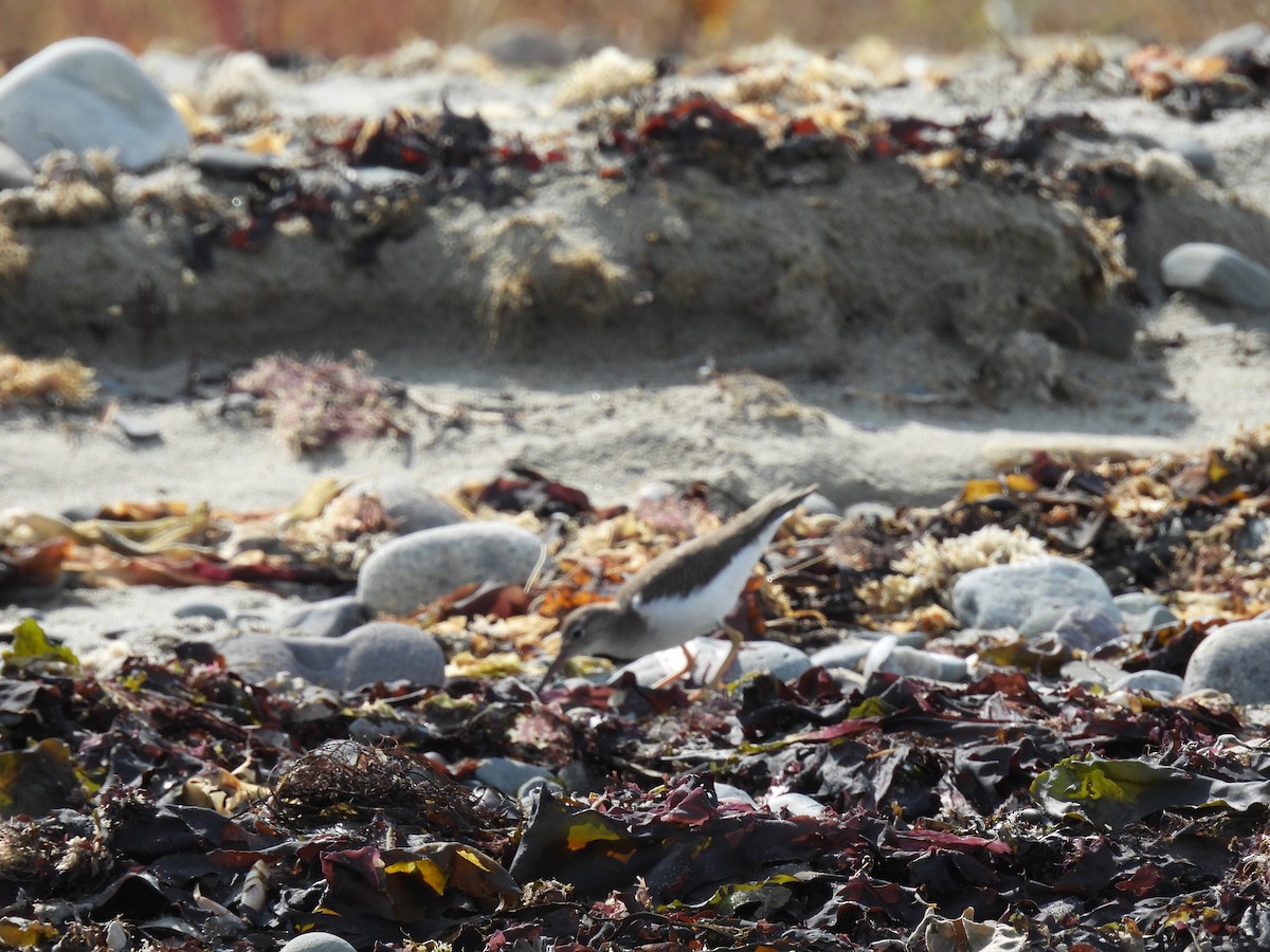 Spotted Sandpiper - ML609403900