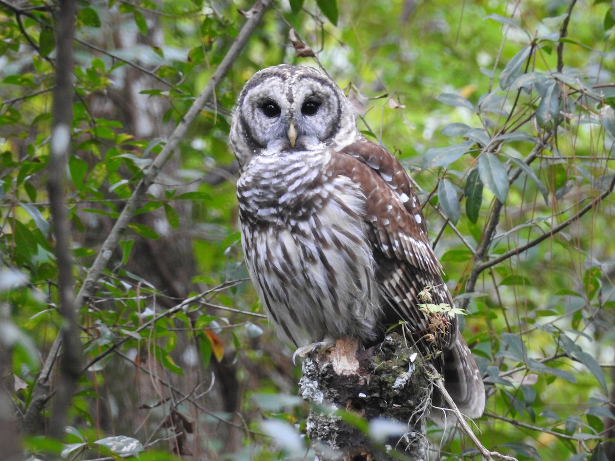 Barred Owl - ML609403920